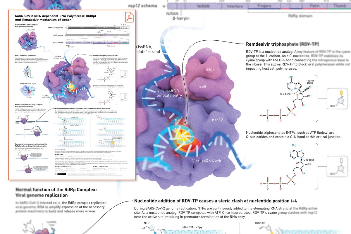 Cognition tweet media