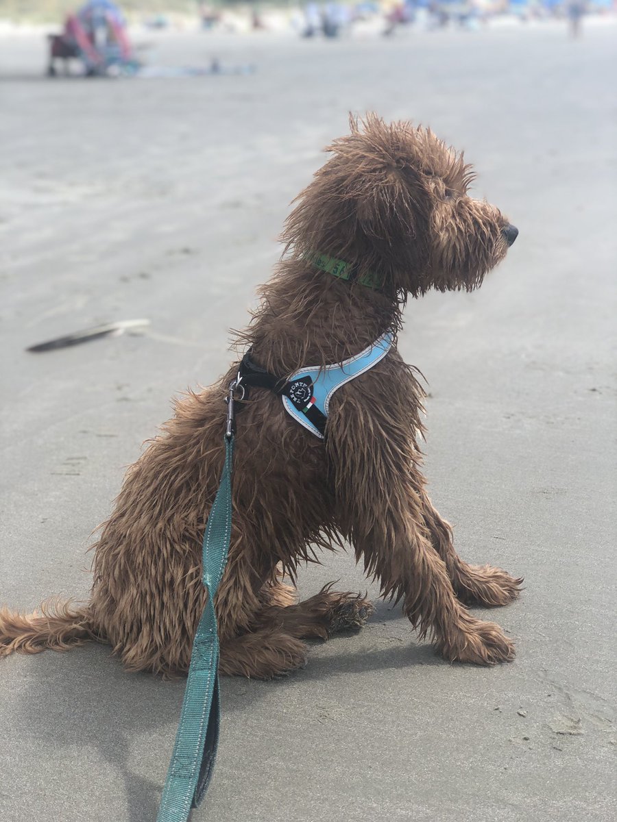 abook519's tweet photo. @pulte Spending the day at the beach with my pup $alygerstman https://t.co/Gsvrc2Eq76
