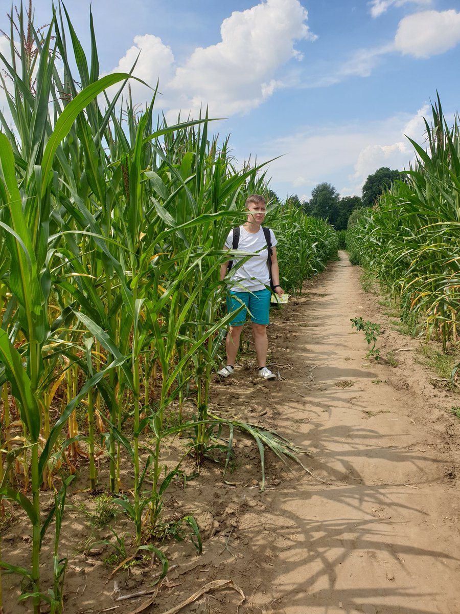 monika_przybysz's tweet photo. 🐎🐴🐂🐃🐄 147/365 #Labirynt z kukurydzy 🌽w Kurozwękach od 2006 r, jeden ze znaków rozpoznawczych Pałacu w Kurozwękach, krainy bizonów od 20 lat. Najkrótsza trasa to ok 2,5 km. Co roku zmienia się kształt labiryntu, w tym roku 3 pędzące #bizony
#Kurozwęki
#365dniwdzięczności https://t.co/BNiOuprLQt
