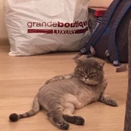 TINYSEOKJlN's tweet photo. meow https://t.co/ZrBZrB8CdF