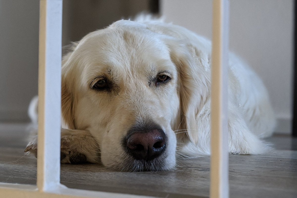 Kautendog's tweet photo. Gute Nacht 🌃 😴

#IncredibleAmy #GoldenRetriever https://t.co/JDDzwXFKw4