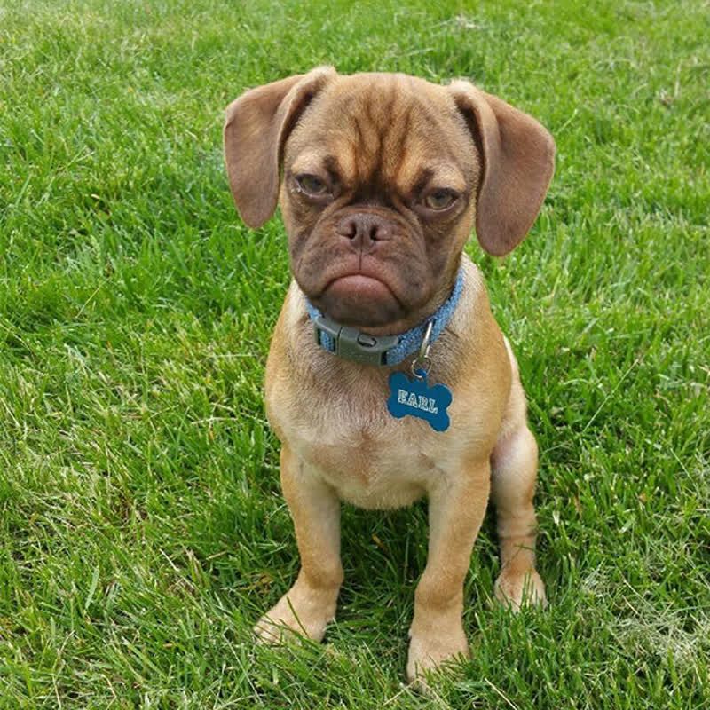 worldgrumpy's tweet photo. #grumpy #dogsofinstagram #cute #dog #cat #cats #catsofinstagram #grumpycat #love #selfie #grumpydog #blackandwhite #catstagram #beagle #me #grumpybeaglesunited #puppy #happy #ink #grincheux #catlovers #sleepy #instagood #funny #paris #snapchat #instagram #beagles #inked #bhfyp https://t.co/lsuYa0fD8Z