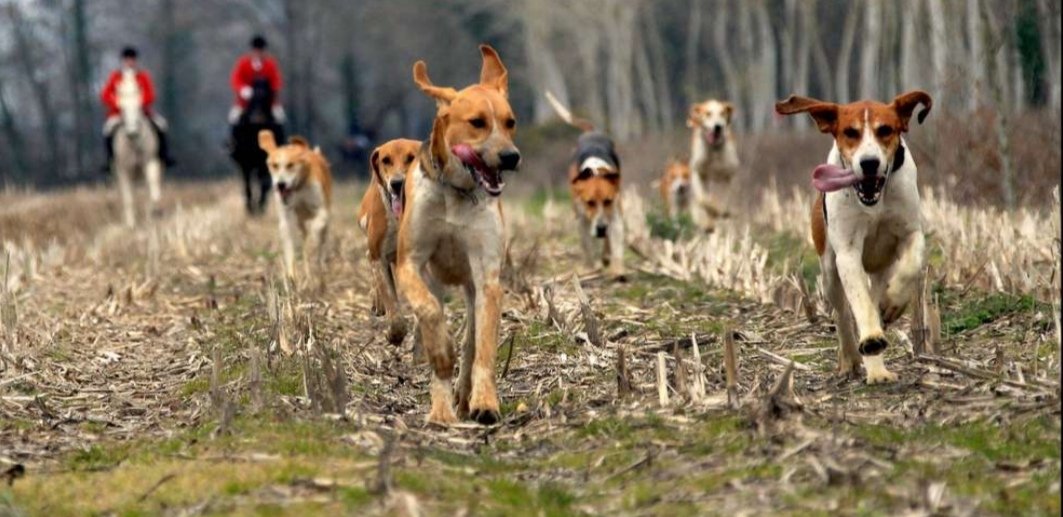 Résumons la vénerie est une activité qui réunit divers milieux socioprofessionnelles,Autour d'une même passionLa  #CAC participe à dinamiser et créer de l'activité dans nos  #campagneElle est une activité clé de notre  #ruralite et "incite" à la  #mixitesociale