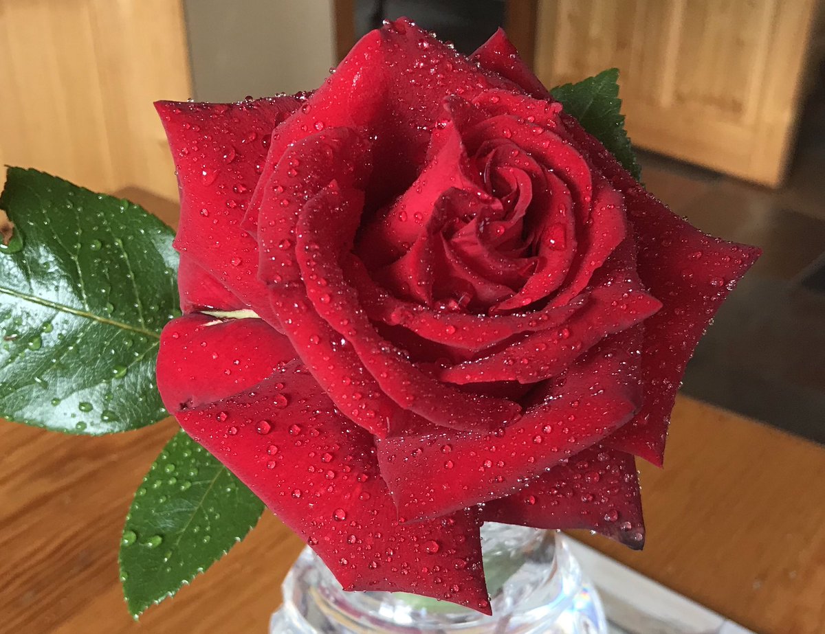 AllGreatQuotes's tweet photo. “There is simply the rose; it is perfect in every moment of its existence.” – Ralph Waldo Emerson
https://t.co/DmOaKx7mtR
Picture: Ingrid Bergman rose from the garden today. Happy weekend! https://t.co/JLkaM7FB9t