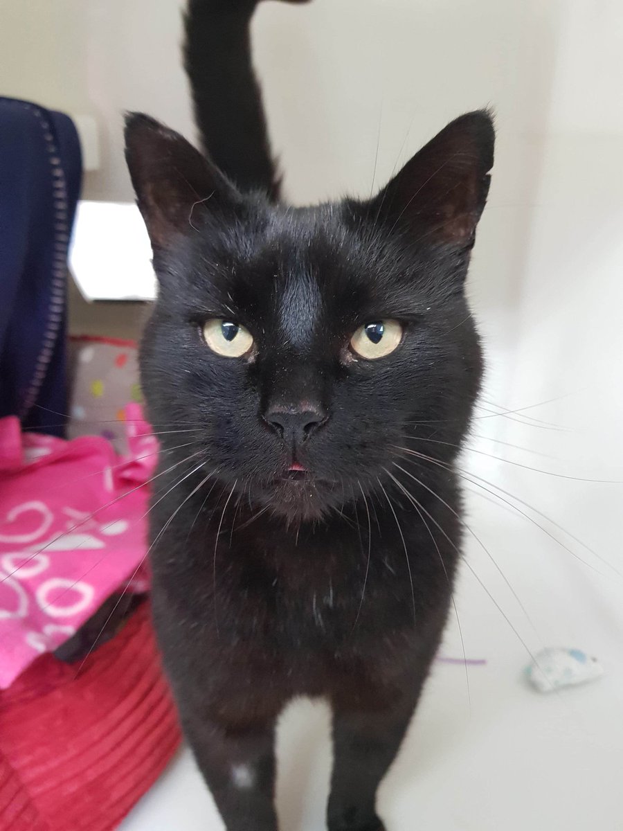 RSPCA_PRESTON's tweet photo. We have some gorgeous cats available for adoption!! More cats will become available over the next couple of days.
Please check our Facebook page or website for more information.
#blackcats #AdoptDontShop #Caturday #saymeow https://t.co/33Ce9nAdtb