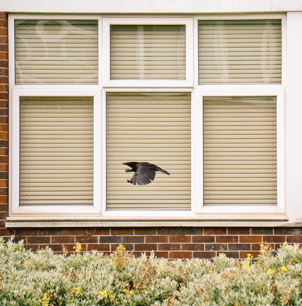 LiquidSun15's tweet photo. Office crow #TwitterNatureCommunity #corvids #crow https://t.co/a5ue6O52bk