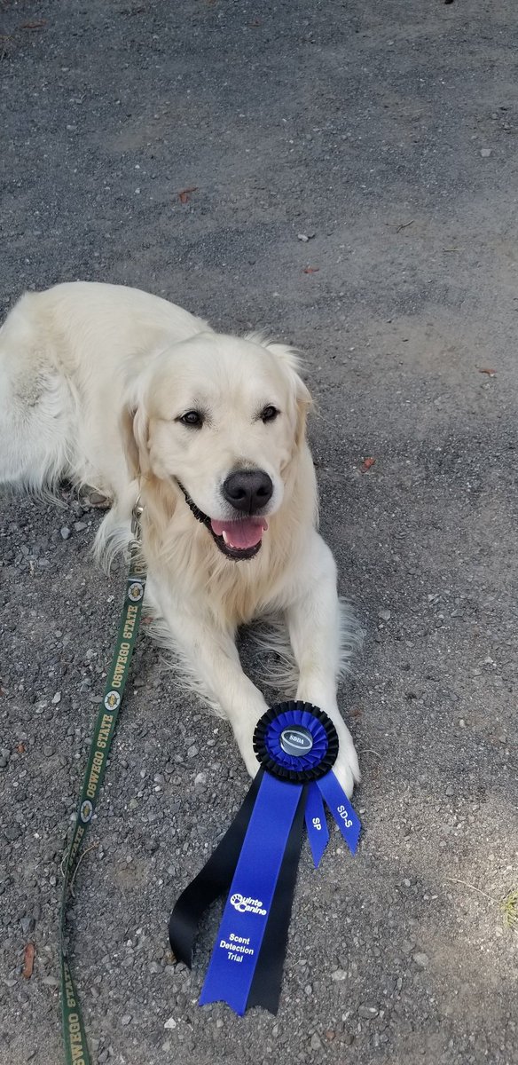 Otis got his SDDA started title today.  Retirement or next level ?