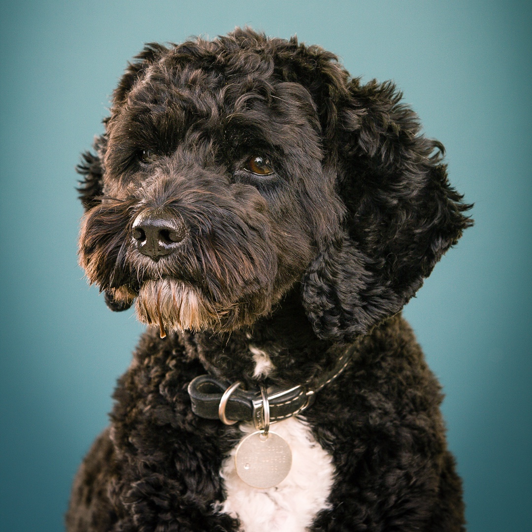 Aah, Monty was very well behaved and enjoyed his photo shoot... These lovely little Cockapoo's are so popular now.... Well done Monty... #dogs #photo #Surrey #ashtead #mansbestfriend #bulldogsofinstagram #dogscorner #ilovedogs