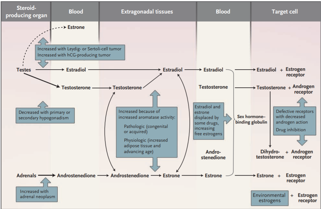 Mechanism of gynecomastia by excess E2 producing testicular tumour.
Braunstein, G.D., 2007. Gynecomastia. New England Journal of Medicine, 357(12), pp.1229-1237.
