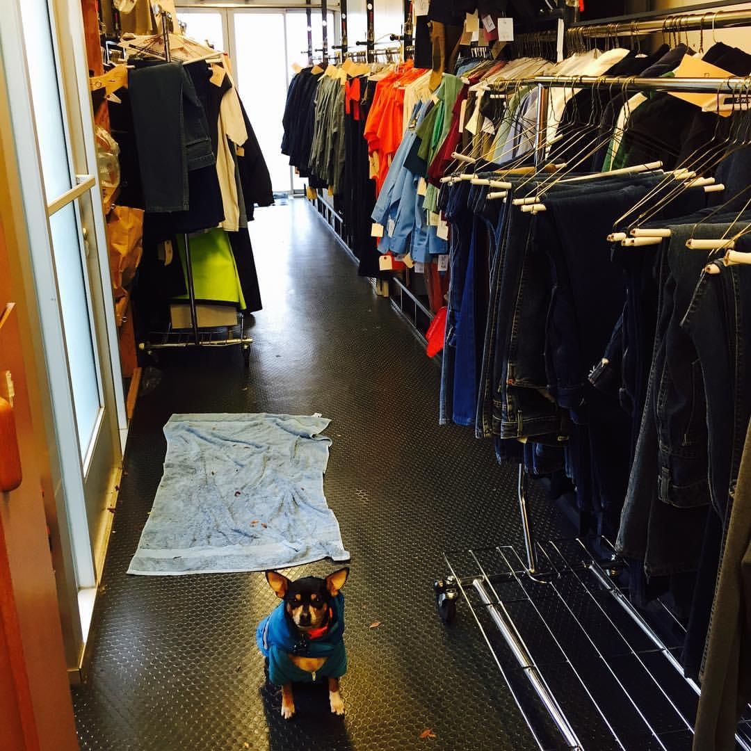CatchABreakPod's tweet photo. We thought you could use some cute animal pics to brighten your day! Here's Hank on the set of #Shazam. Not pictured #CostumeDesigner Leah Butler. #PetsOnSet 

#superdog #setlife #dogsincostumes #wardrobetrailer #behindthescenes #castandcrew #catchabreak #catchabreakpodcast https://t.co/aFx5Fpu967