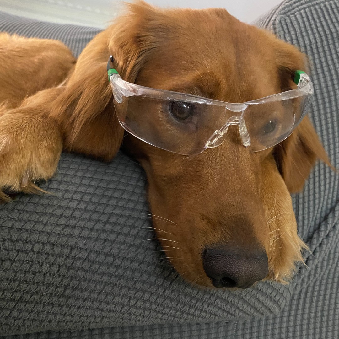 ColbyStudios's tweet photo. Safety first! 👍
#dogsofinstagram #dogs #goldenretriever #dogswithjobs #dogsofmilwaukee #shopdogs #studiobeast #milwaukeedogs https://t.co/UwH6o2SYDB
