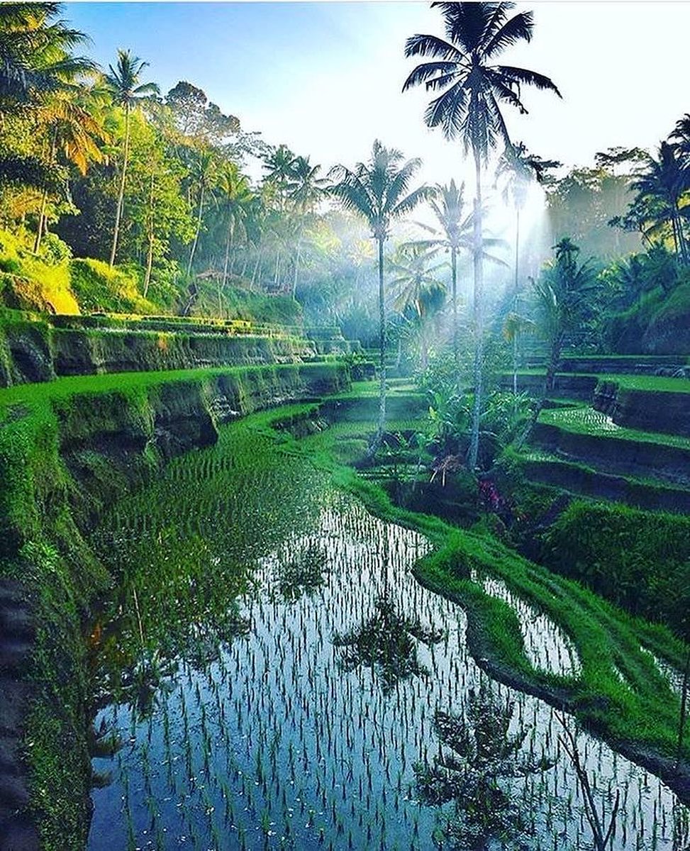 Bali is an Indonesian island known for its forested volcanic mountains, iconic rice paddies, beaches and coral reefs.

#balinese #bali #baliindonesia #indonesia #explorebali #denpasar #infodenpasar #balilife #infobali #kuta #bajangbali #taksu #baliisland #ubud #gadisbali