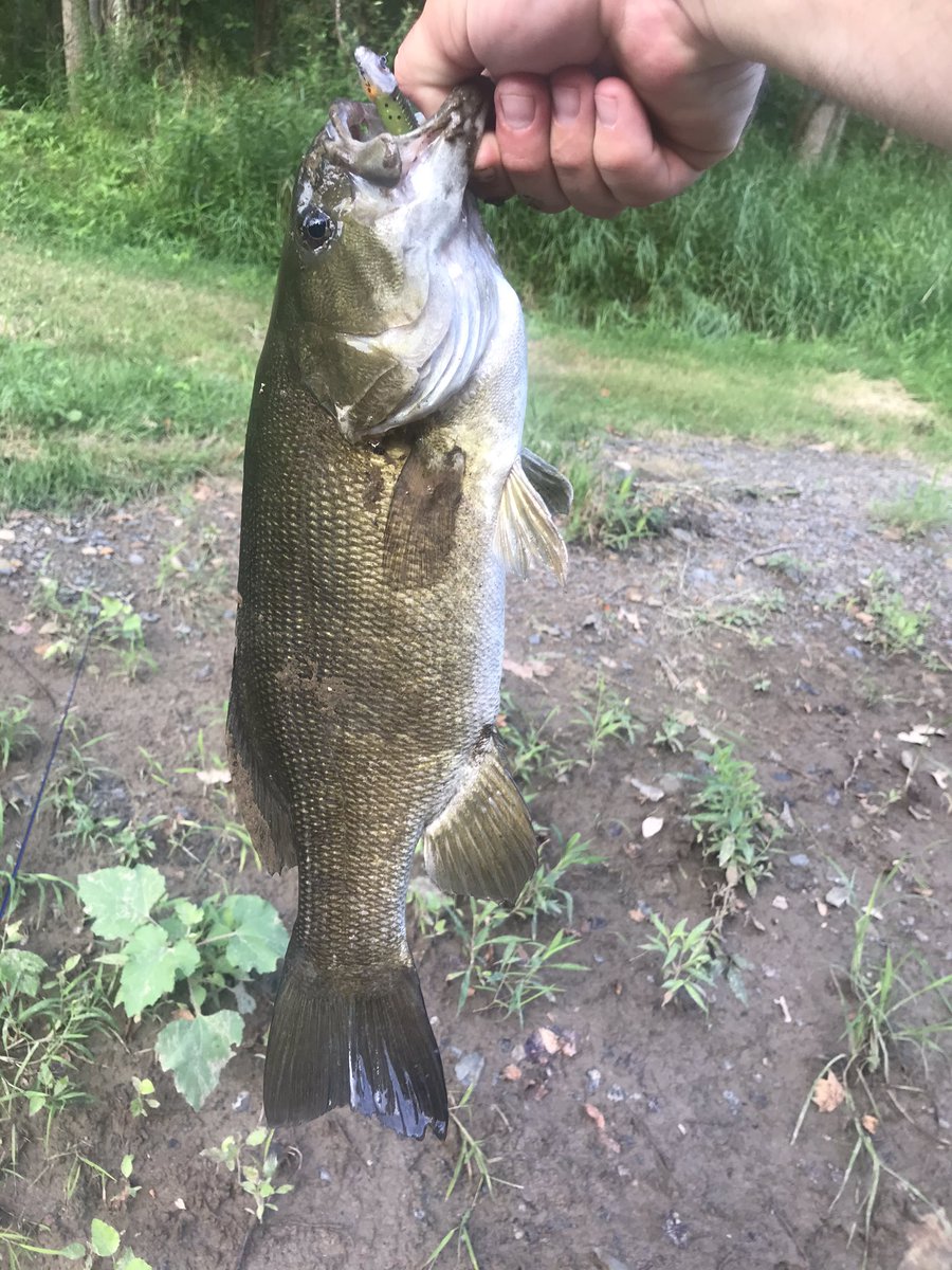 MooreFunFishing's tweet image. Vermilion River smallies
