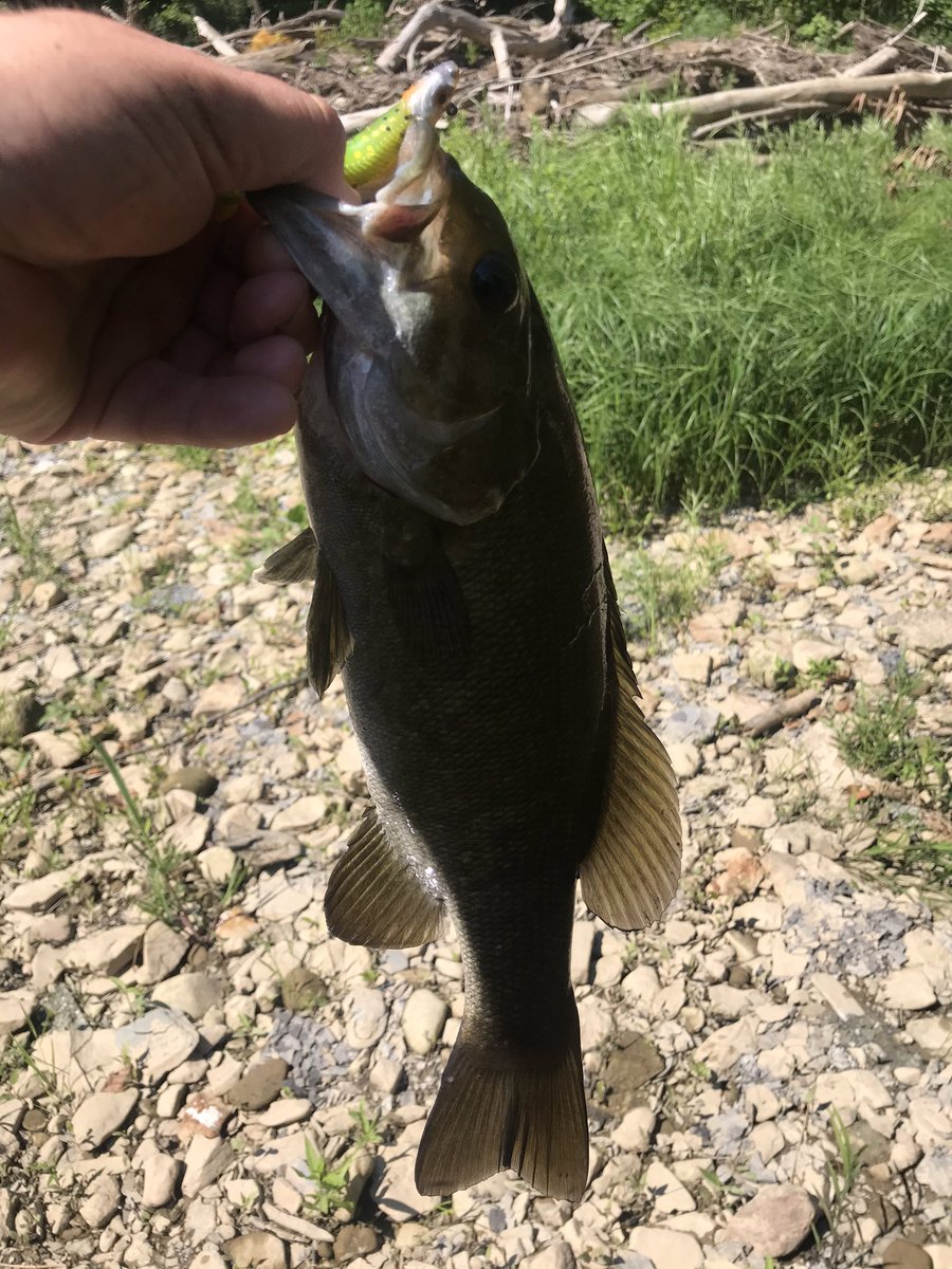 MooreFunFishing's tweet image. Vermilion River smallies