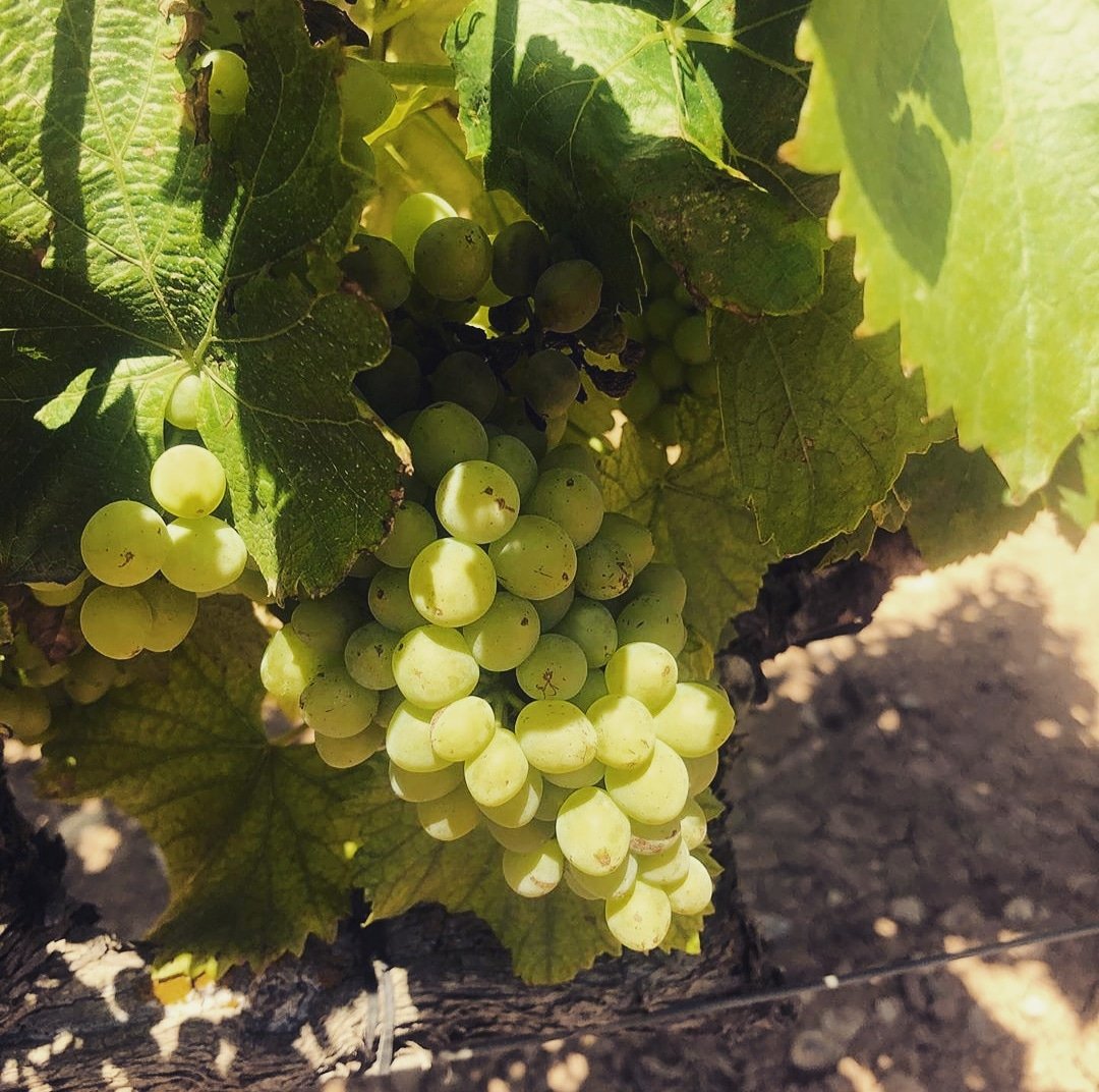 Ja li falta menys a la garnatxa blanca! 👏💪
-
¡Ya le queda menos a la garnacha blanca! 👏💪
-
Foto de nuestro enólogo <a href="/expertoenvinos/">JuanMa Gonzalvo</a> 😍📸
-
<a href="/doterraalta/">CRDO Terra Alta</a> <a href="/elpinelldebrai/">El Pinell de Brai</a> #garnatxa #garnatxablanca #garnatxablanca100x100 #garnacha #garnachablanca #garnachablanca100x100 #garnatxes