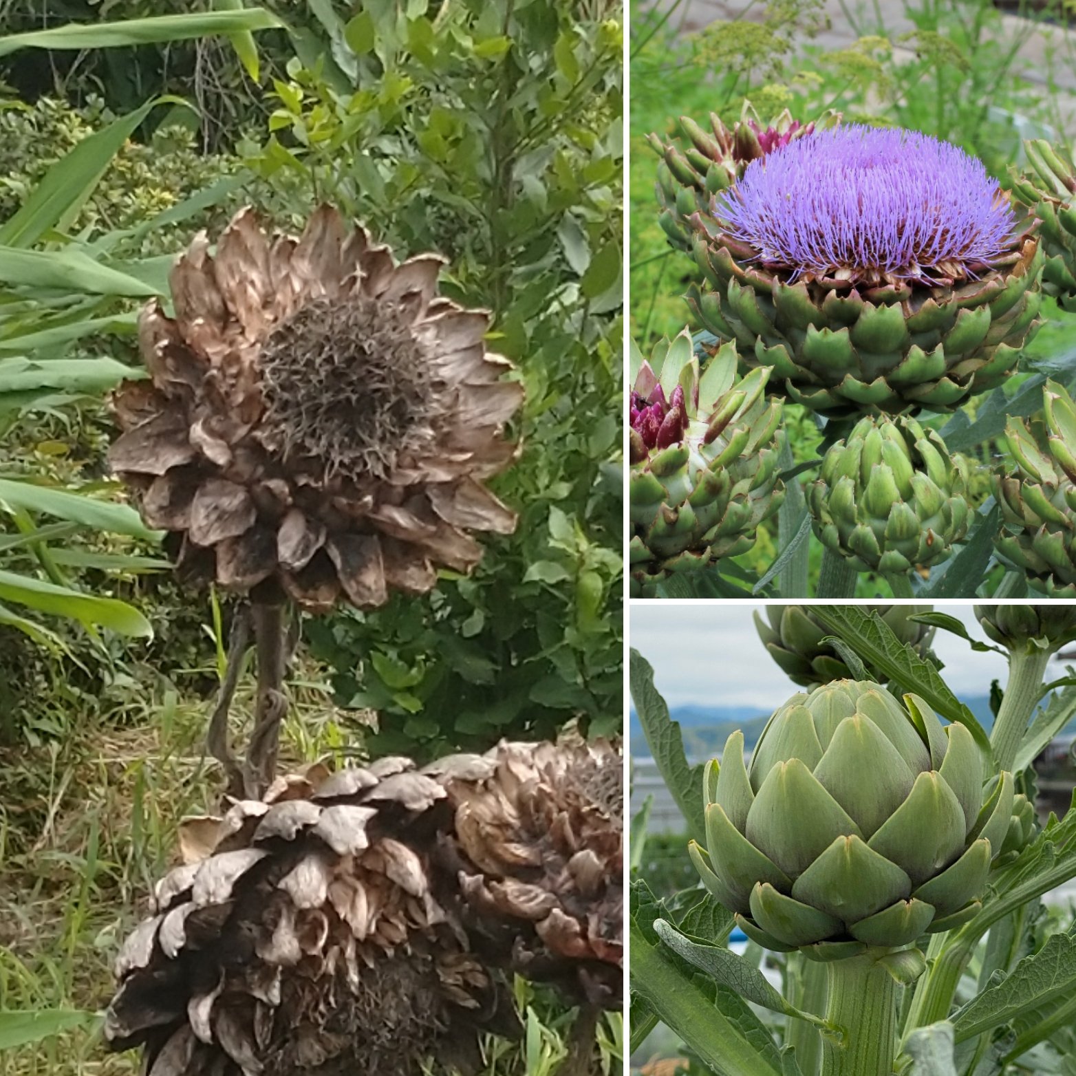 Everpolytank 紫の花が咲くのを見るとアザミ の仲間だとわかる 花が終わった後の種を見てもヒマワリの種の様に食べられるとは思えない 食すのは蕾 アーティチョーク 普通のアザミも戦時中の食べ物が無い時には食べられたらしい T Co