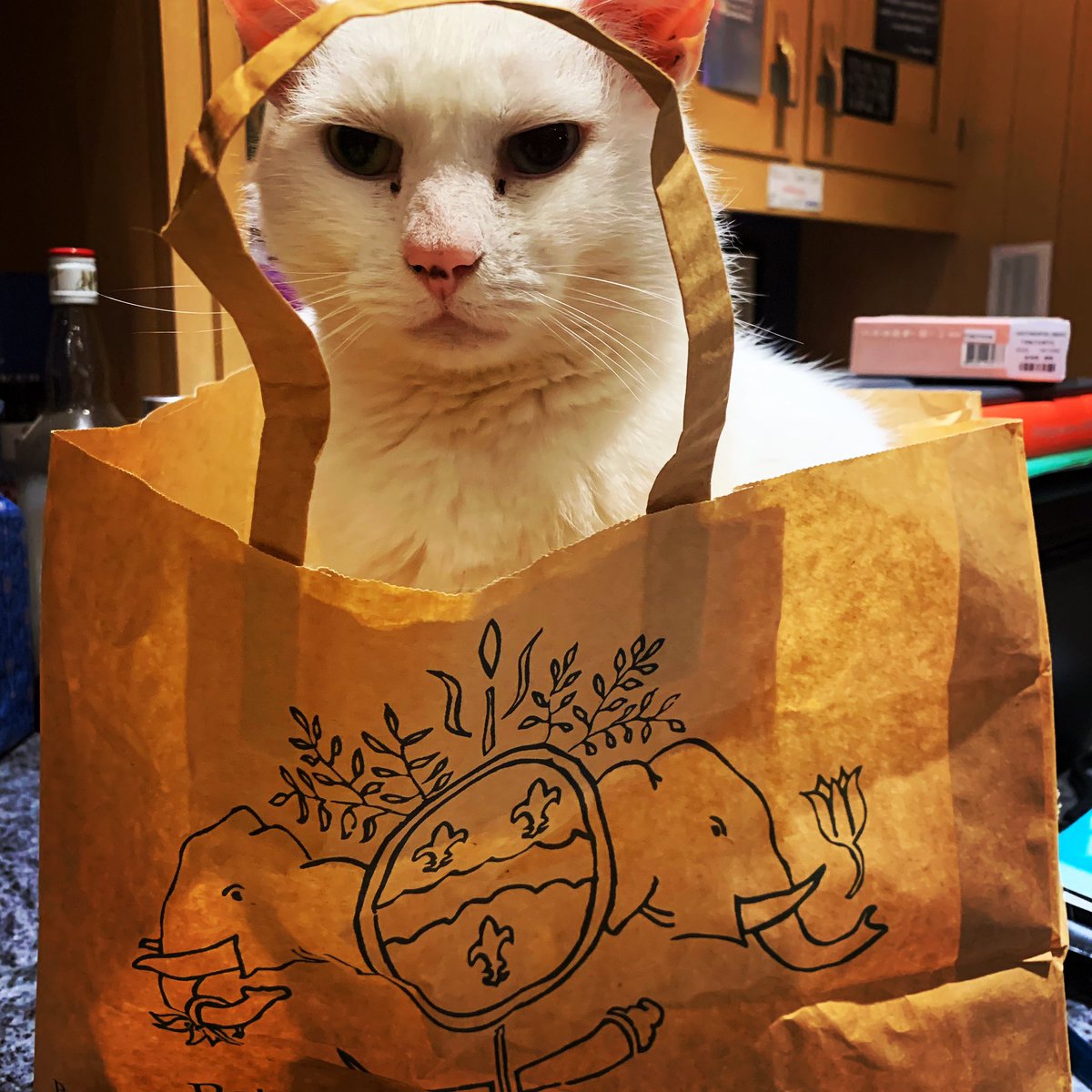 Bijou Boy tweet media