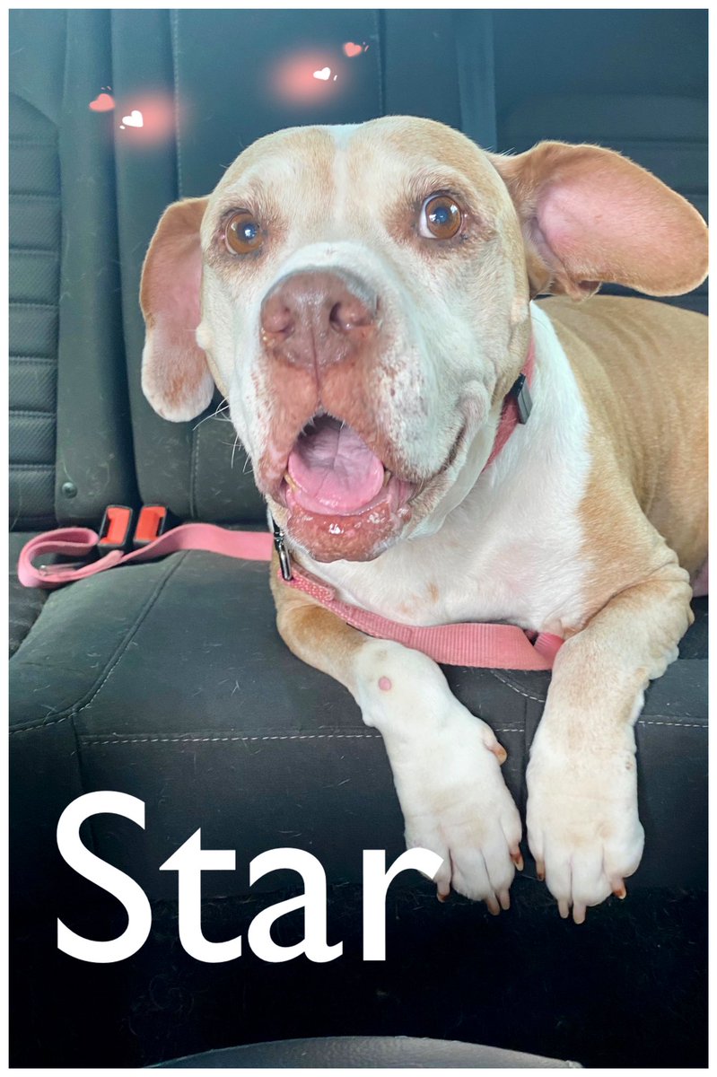 Gorgeous Star ⭐️ is one of our <a href="/austinanimals/">Austin Animal Center</a> cancer hospice gals living her best. Having her annuals caught her a little off guard 🥰 Don’t forget them! adopt, foster, donate for senior 🐶 left behind by others, 18 are waiting to leave the shelter. bit.ly/ClassicCanines <a href="/KVUE/">KVUE News</a>