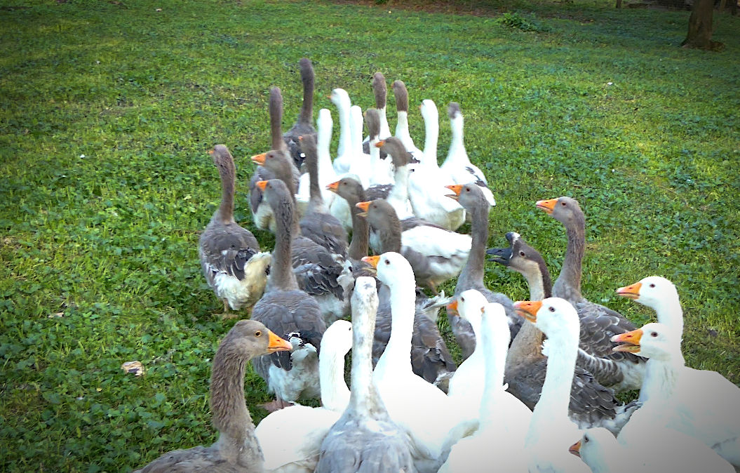 Au château de Selles sur Cher, 31 juillet, de 17h à 18h, tarif 7€ adulte, 3,5 réduit. Participez à une délmonstration de chien de bergers avec des oies. Reconnaissez-vous l'oie de Guinée sur la photo ?  Contrairement à son nom, elle est originaire d'Asie.