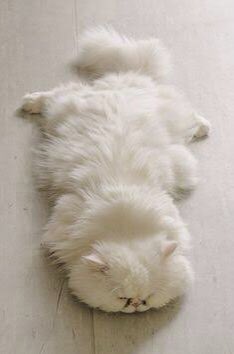 KAHFIL2's tweet photo. This is me after every 4sec of plank https://t.co/S65GN3qg0z