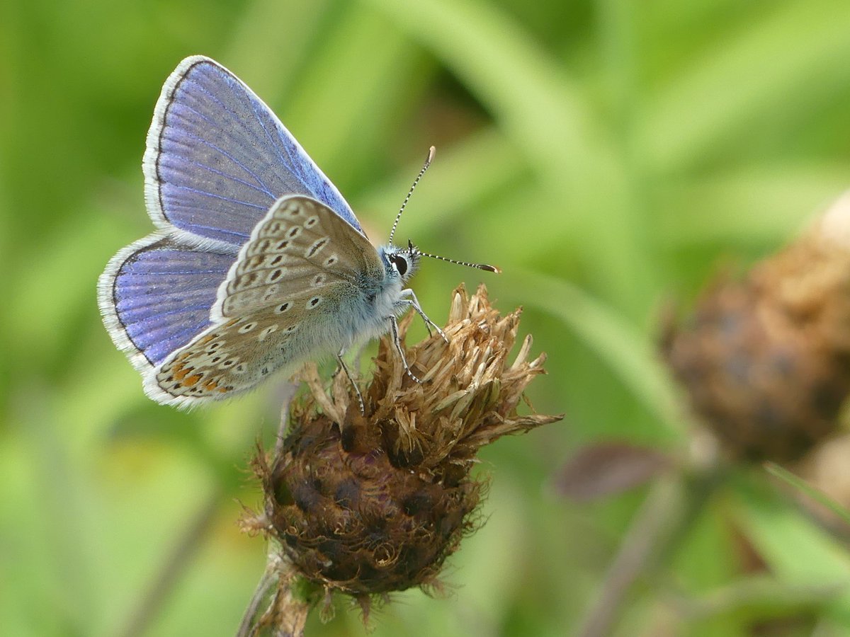 Wild_NEScot's tweet photo. Early start to get back to the TV in time for #Enable Day. New season's Brimstones out and about @wildlifebcn Woodwalton Marsh, Gatekeepers in @NE_WestAnglia Monks Wood #ButterflyCount #EnableDay @savebutterflies https://t.co/03IAANU3uY