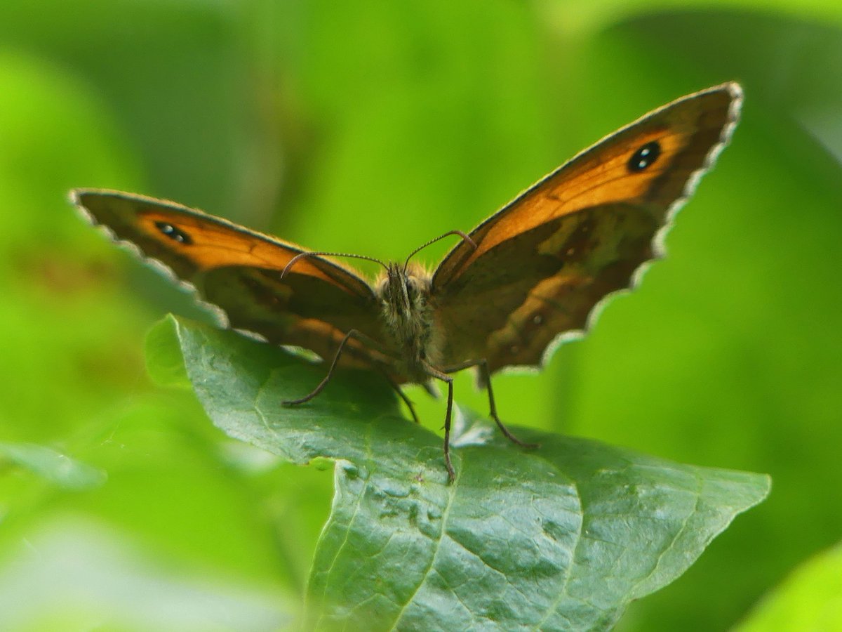 Wild_NEScot's tweet photo. Early start to get back to the TV in time for #Enable Day. New season's Brimstones out and about @wildlifebcn Woodwalton Marsh, Gatekeepers in @NE_WestAnglia Monks Wood #ButterflyCount #EnableDay @savebutterflies https://t.co/03IAANU3uY