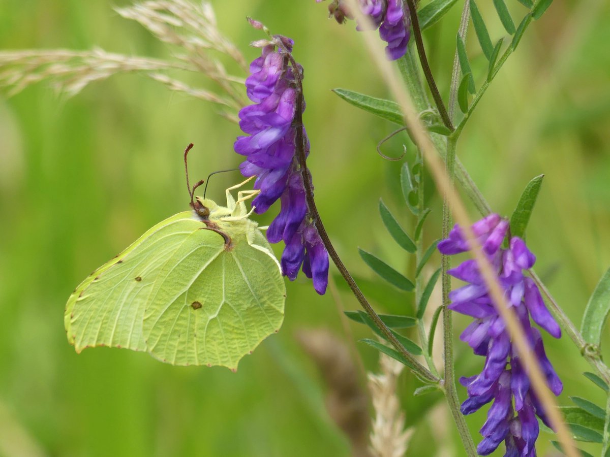Wild_NEScot's tweet photo. Early start to get back to the TV in time for #Enable Day. New season's Brimstones out and about @wildlifebcn Woodwalton Marsh, Gatekeepers in @NE_WestAnglia Monks Wood #ButterflyCount #EnableDay @savebutterflies https://t.co/03IAANU3uY