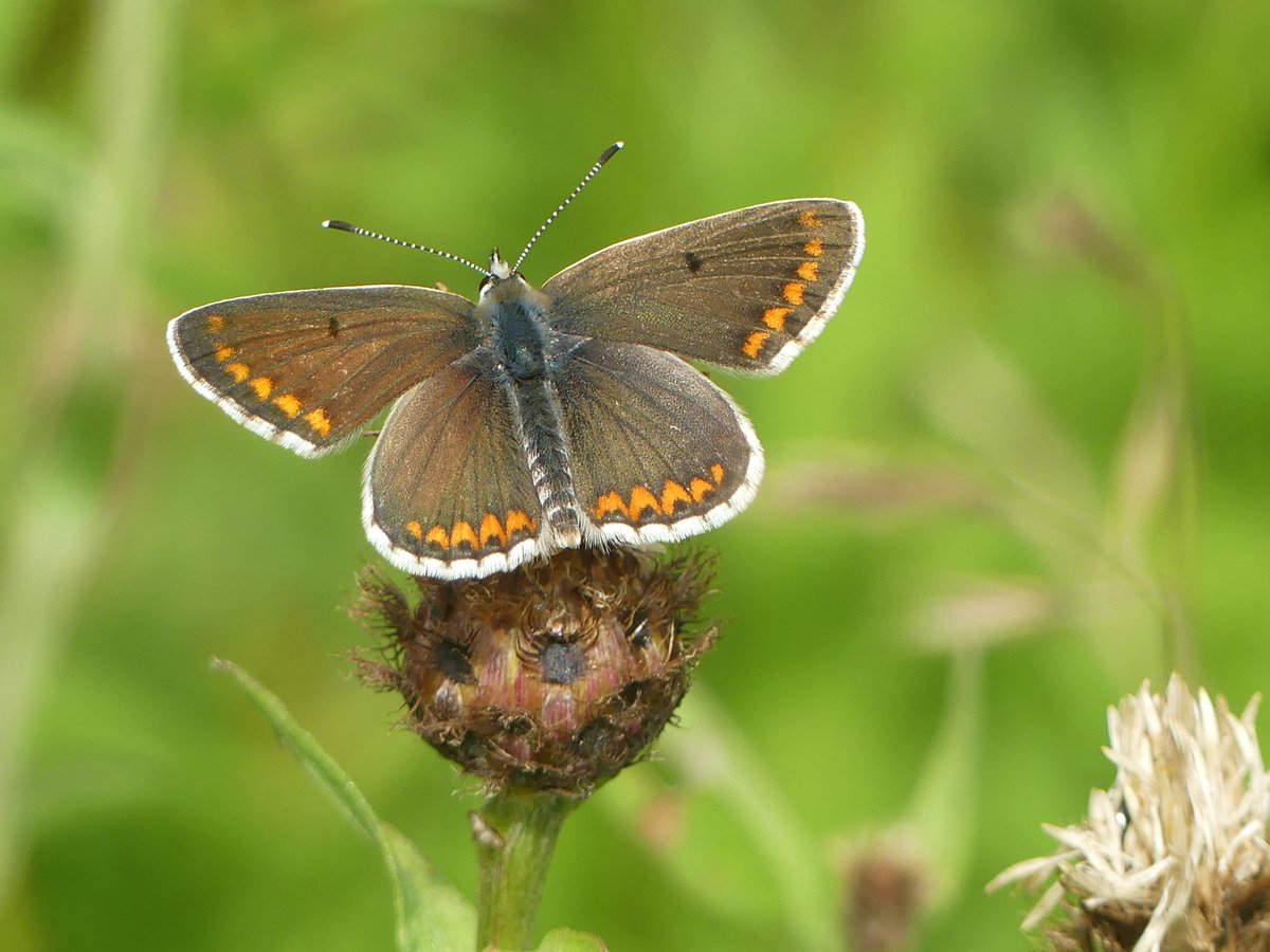 Wild_NEScot's tweet photo. Early start to get back to the TV in time for #Enable Day. New season's Brimstones out and about @wildlifebcn Woodwalton Marsh, Gatekeepers in @NE_WestAnglia Monks Wood #ButterflyCount #EnableDay @savebutterflies https://t.co/03IAANU3uY