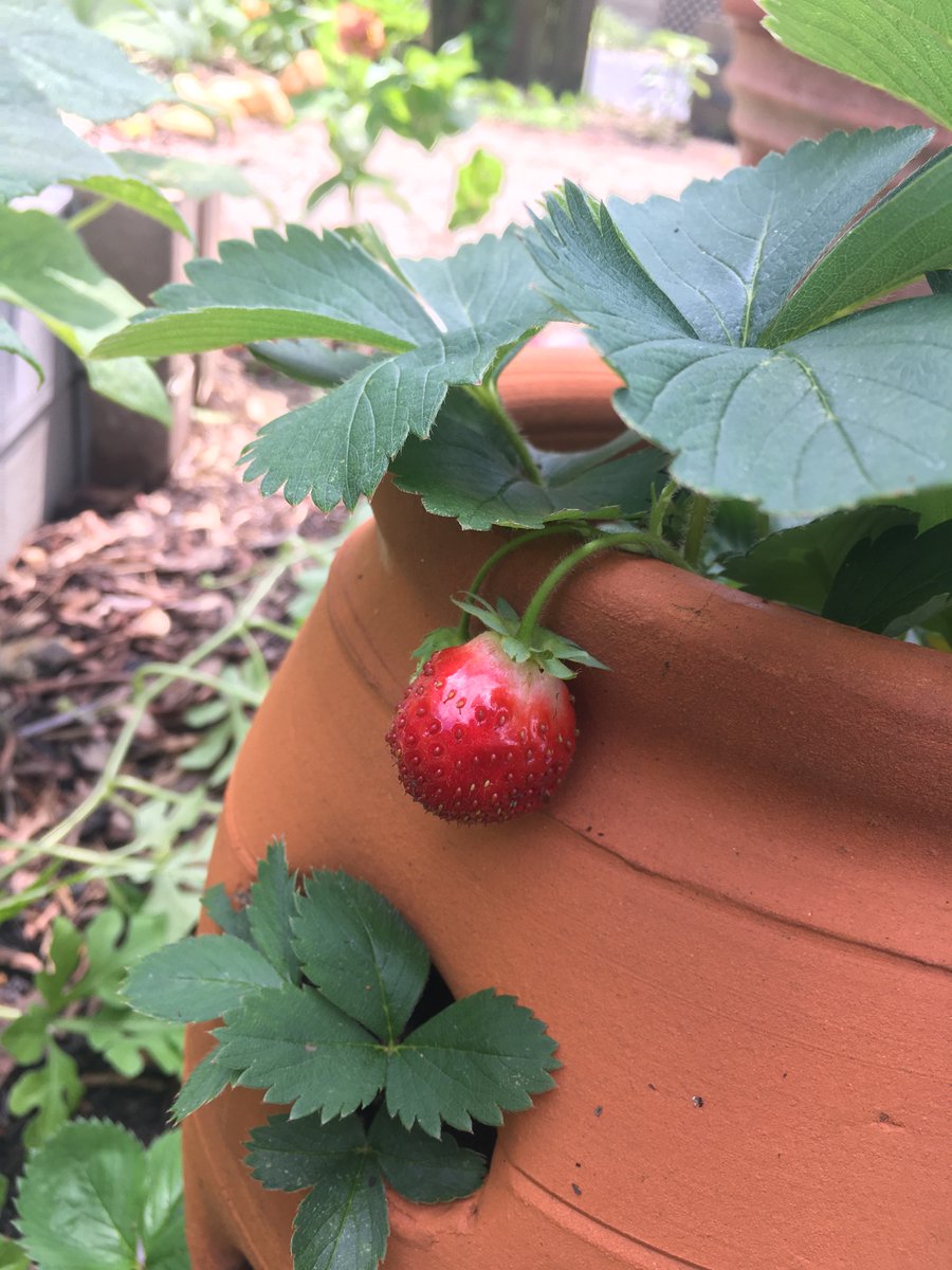 this is my first ever strawberry lol