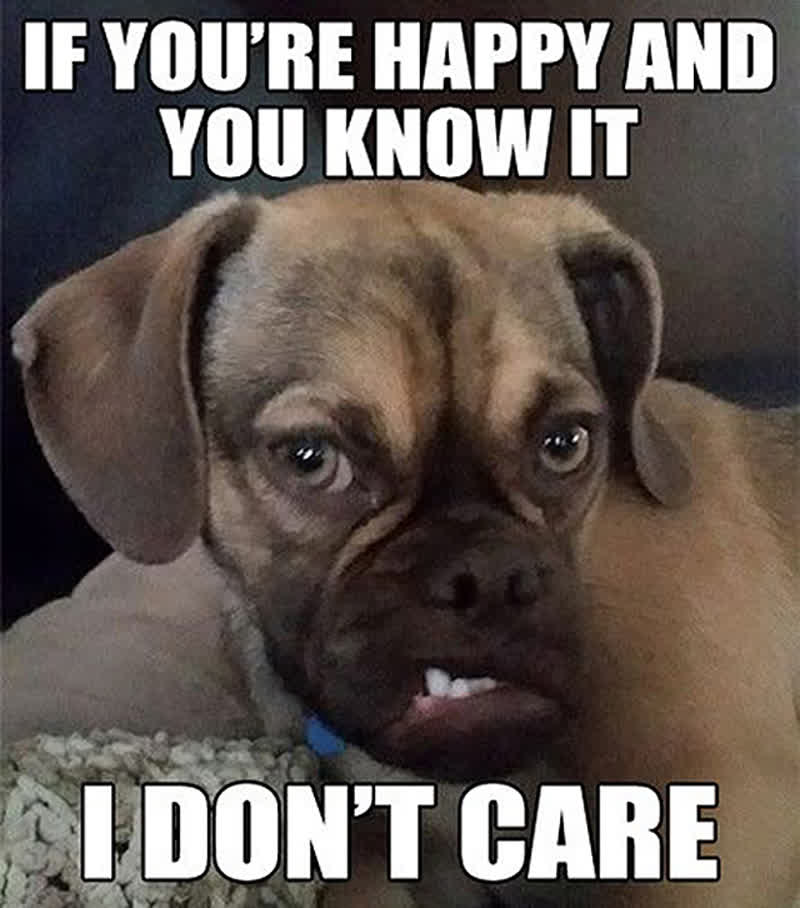 worldgrumpy's tweet photo. #grumpy #dogsofinstagram #cute #dog #cat #cats #catsofinstagram #grumpycat #love #selfie #grumpydog #blackandwhite #catstagram #beagle #me #grumpybeaglesunited #puppy #happy #ink #grincheux #catlovers #sleepy #instagood #funny #paris #snapchat #instagram #beagles #inked #bhfyp https://t.co/NxXC0j3wVN