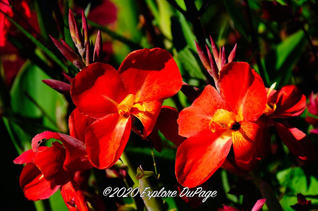 #flower #beauty I captured at <a href="/CantignyPark/">CantignyPark</a> yesterday.