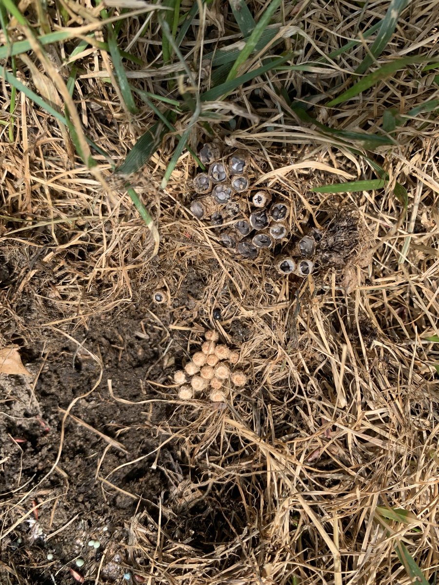 Benjamin Armbruster tweet media