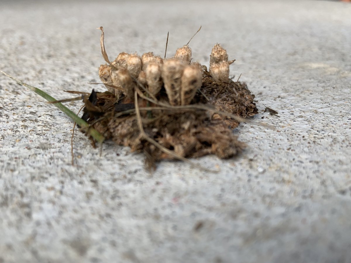 Benjamin Armbruster tweet media