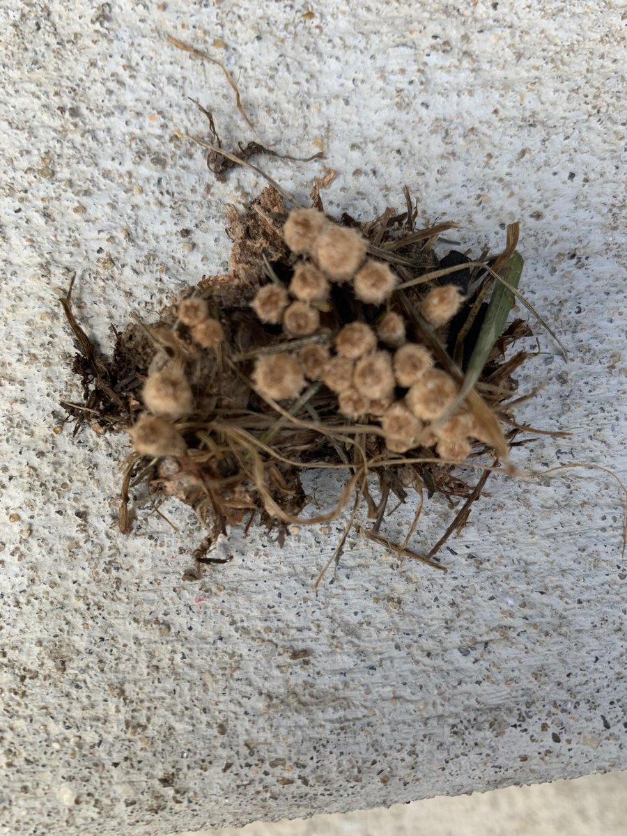 Benjamin Armbruster tweet media