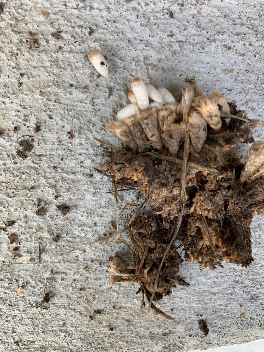 Benjamin Armbruster tweet media