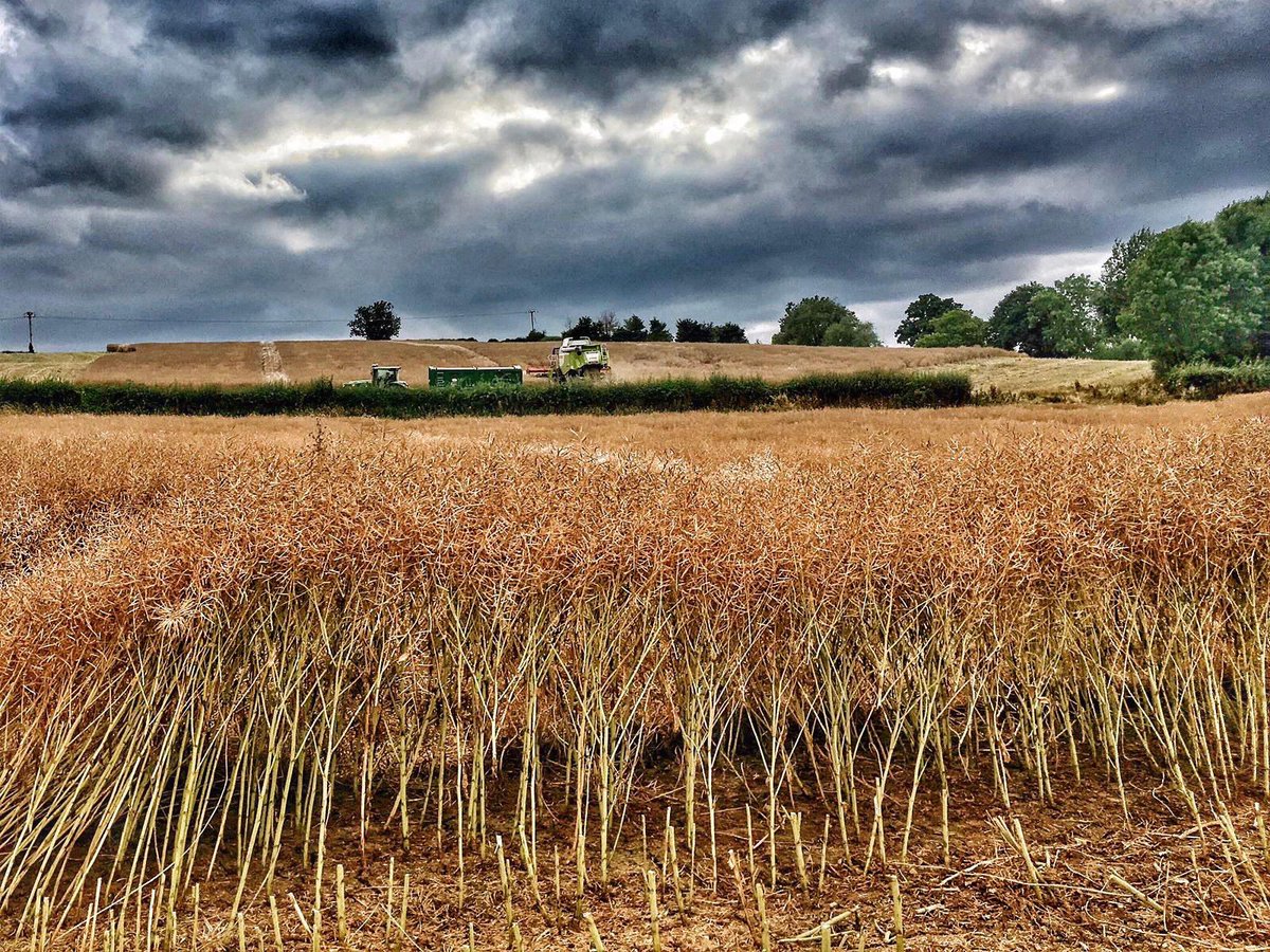 racing against the rain #harvest2020 #OSR