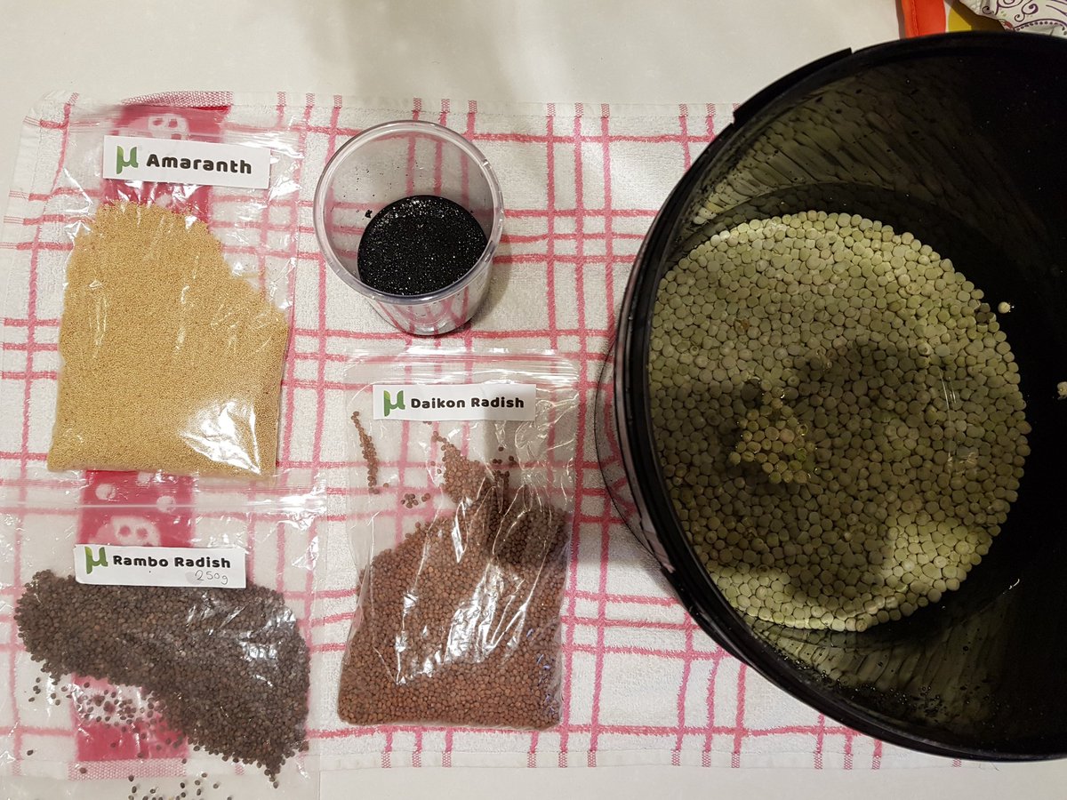 MenterMon's tweet photo. Preparing seeds for the next crop cycle at the @Techtyfu growing unit.

Who can recognise what the black seeds are? 

These crops will be used to circulate samples of microgreens for local restaurants in partnership with a local distributor. #TechTyfu https://t.co/NcQoxjXeYt