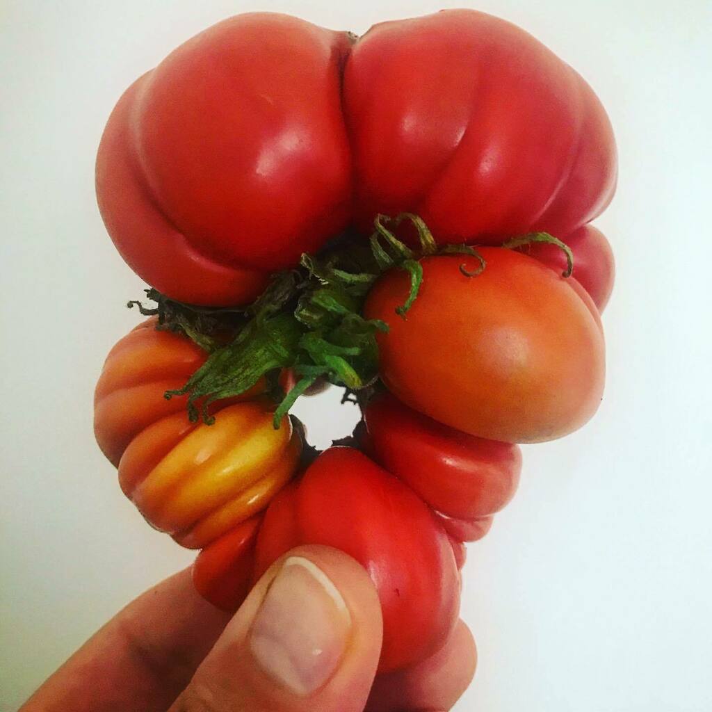 JamesonHello's tweet photo. 🍅 with identity issues https://t.co/Vq3VMHkZT9 https://t.co/BKKt6pEii1