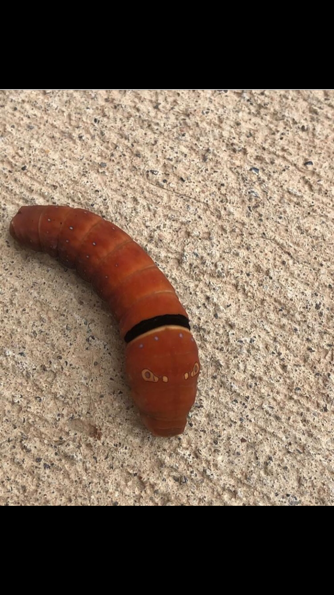 JasonWilliams41's tweet image. Any budding étymologistes out there no what larvae this is🤔😘😘