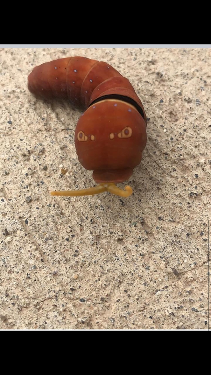 JasonWilliams41's tweet image. Any budding étymologistes out there no what larvae this is🤔😘😘