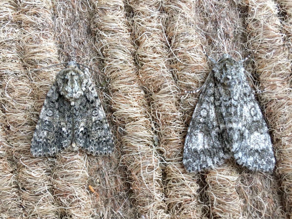 The eyes have it! An unfamiliar but instructive pairing in the moth trap today.  Lots of differences between the superficially similar: Knot Grass (left) and Poplar Gray (right) #moths #gardenmothscheme #teammoth @GardenMoths