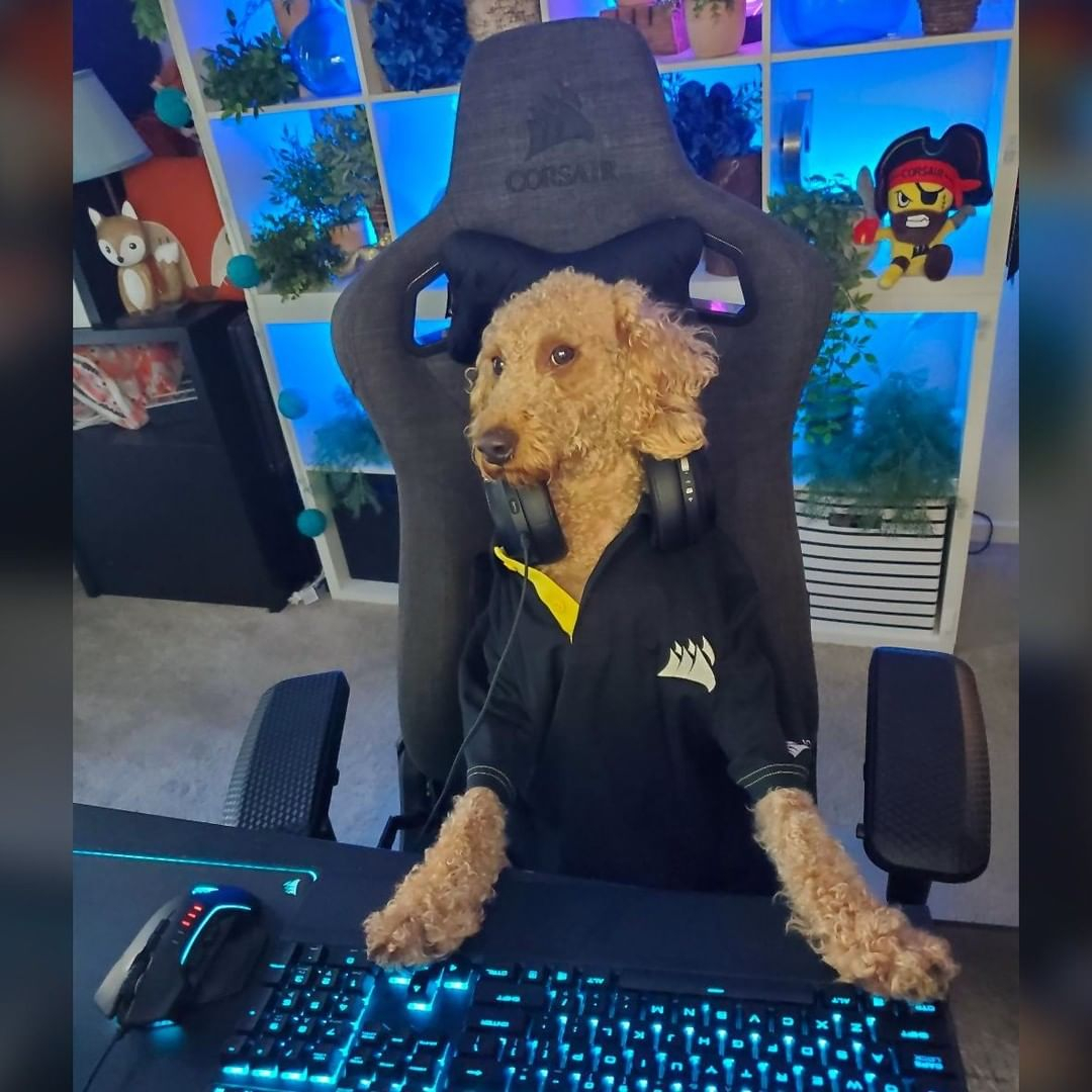 cooptec_pt's tweet photo. #TakeYourDogToWorkDay não é difícil quando você está trabalhando em casa!

#corsair #dogsofinstagram #doggo #doggosdoingthings #rgbkeyboard #rgbmousepad #rgbmouse #labradoodle https://t.co/aFdnULONAp