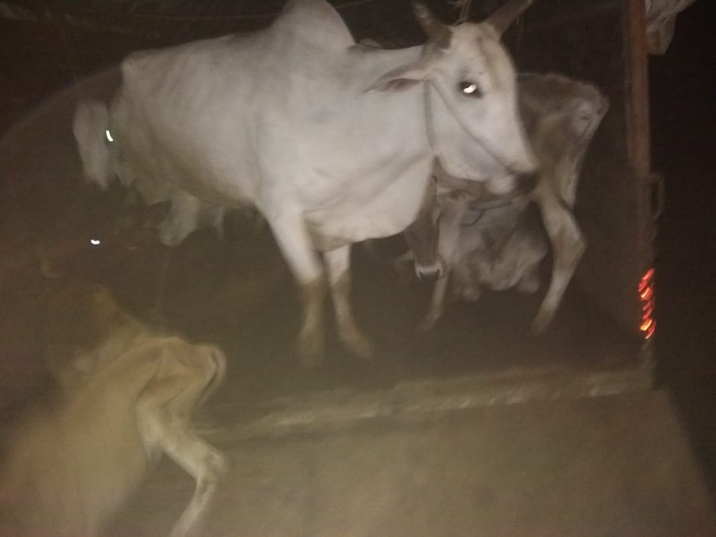 saffron_kumar's tweet photo. गौ तस्करों पर एक ओर कारवाही, छत्तीसगढ़  से कत्तल के लिए लाये गए  29 गौवंशो से भरे ट्रक पर जवाहर नगर पुलिस (नागपुर) के मदत से की कारवाही । सूत्रों के मुताबिक गौवंश से भरे कुछ ओर ट्रक नागपुर में दाखल हुए है ।
#ambaCalling
 https://t.co/6JZJJVTM7e