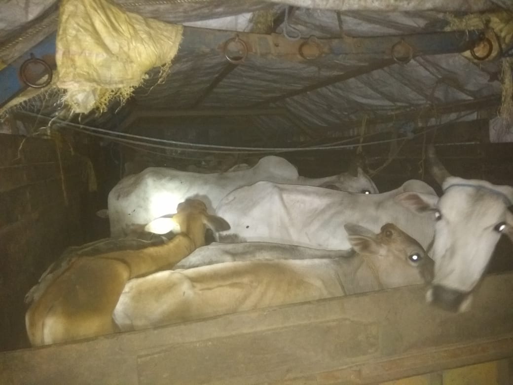 saffron_kumar's tweet photo. गौ तस्करों पर एक ओर कारवाही, छत्तीसगढ़  से कत्तल के लिए लाये गए  29 गौवंशो से भरे ट्रक पर जवाहर नगर पुलिस (नागपुर) के मदत से की कारवाही । सूत्रों के मुताबिक गौवंश से भरे कुछ ओर ट्रक नागपुर में दाखल हुए है ।
#ambaCalling
 https://t.co/6JZJJVTM7e