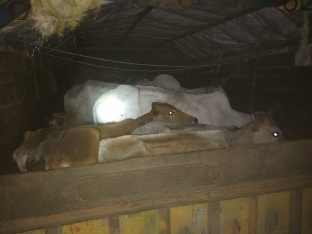 saffron_kumar's tweet photo. गौ तस्करों पर एक ओर कारवाही, छत्तीसगढ़  से कत्तल के लिए लाये गए  29 गौवंशो से भरे ट्रक पर जवाहर नगर पुलिस (नागपुर) के मदत से की कारवाही । सूत्रों के मुताबिक गौवंश से भरे कुछ ओर ट्रक नागपुर में दाखल हुए है ।
#ambaCalling
 https://t.co/6JZJJVTM7e