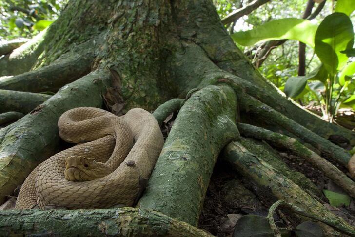 5. Île de La Quemada Grande (Île des Cobras), BrésilElle est considérée comme la plus dangereuse de la planète. En effet, elle est habitée par les serpents les plus venimeux du monde, les bothrops. Les autorités du Brésil ont interdit aux touristes de s’approcher de cette île.