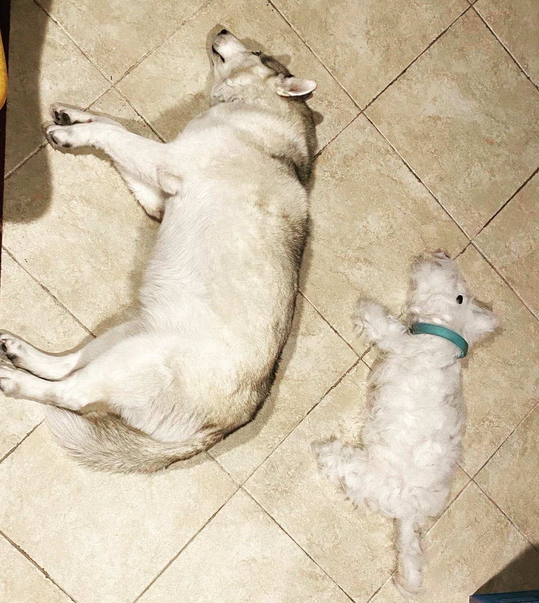 Which doggo is the real Dory? 🤭