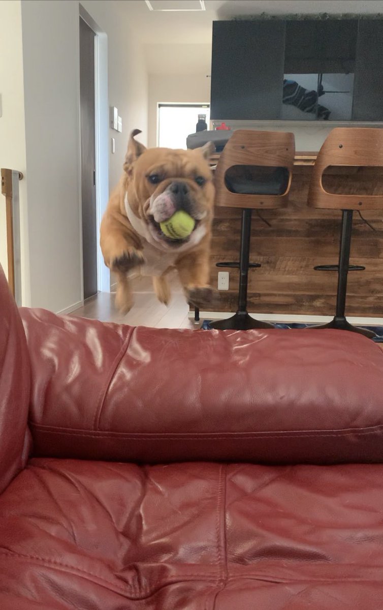 boss24454526's tweet photo. おはようございます☀
ボスのジャンピングショット！！笑

#ブルドッグ#愛犬#ジャンプ#bulldog#JUMP https://t.co/ldHxY9Zgoe