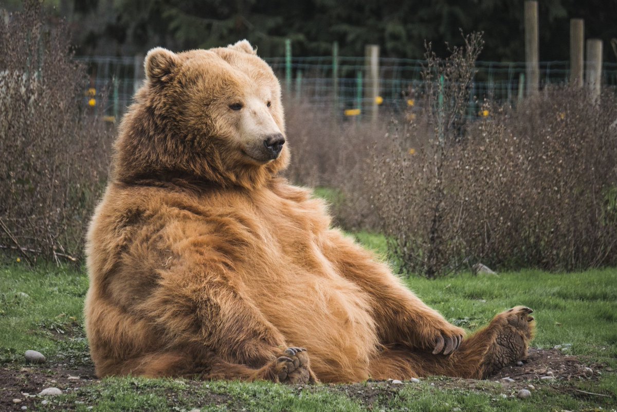 ElaineBearlove1's tweet photo. Do you like my photos?
Please comment and retweet my post

#Bearlover 
#USABear 
#BrownBear 
#blackbearlover 
#polarbear 
#Luigi 
#RegisPhilbin 
#Jets 
#WNBA 
#Sinclair https://t.co/VkAVIUwLcA