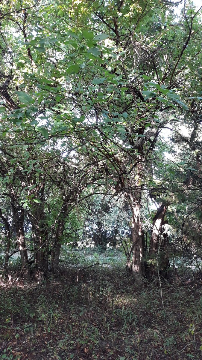 WitchesFor's tweet photo. #SittingSaturday came on spontaneously! Had just finished feeding the herd & it started raining. Was walking back to the house & stopped in front of this beautiful natural arch on the fence line. Stood there & tried to be fully present. Relaxed & breathed. #YangGangFitness https://t.co/wyniKoZtv1